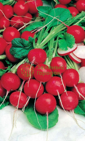 Редис Жара (Марс) белый пакет 2г Редис Жара (Марс) белый пакет 2г