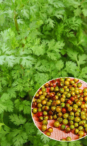 Кориандр (кинза) Янтарь (Марс) белый пакет 2г