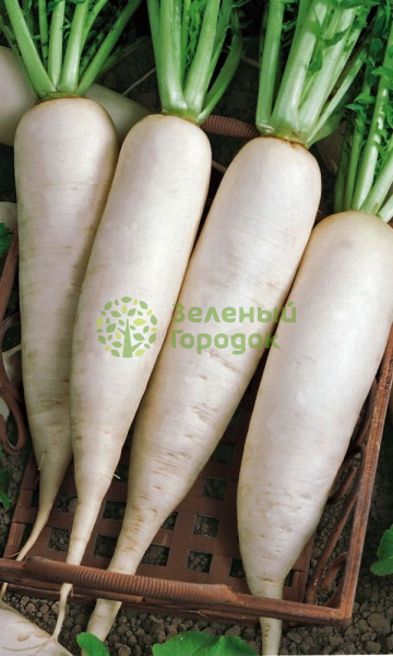 Дайкон Русский деликатес (Марс) белый пакет 0,5г Дайкон Русский деликатес (Марс) белый пакет 0,5г