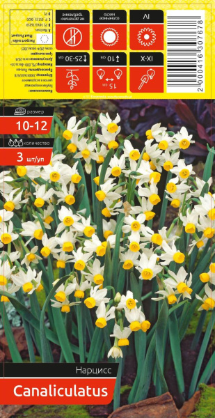 Нарцисс CANALICULATUS 10-12 каперс 3шт/уп (уценка, только самовывоз)
