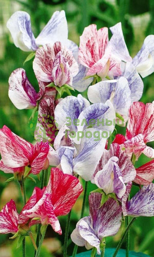 Душистый горошек Ароматная смесь (Марс) белый пакет 1г