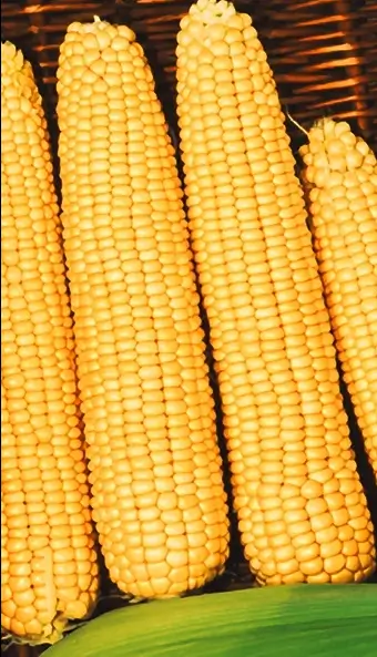 Кукуруза Золотой батам сахарная ES белый пакет 3г