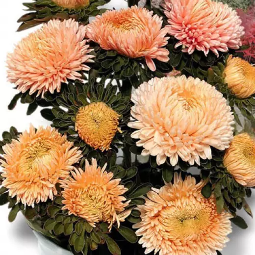 Астра китайская Хризантелла Отэм Форест Германия Pro 5шт