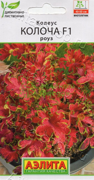 Колеус Колоча F1 роуз АЭ 5шт
