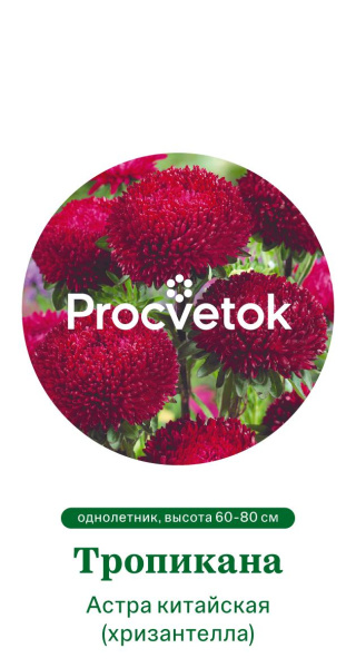 Астра китайская Хризантелла Тропикана Германия Pro 5шт