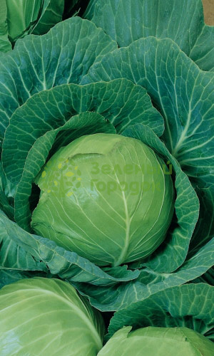 Капуста б/к Аврора F1 (Марс) белый пакет 0,2г