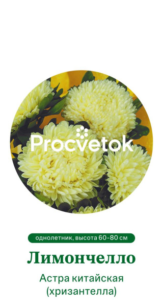 Астра китайская Хризантелла Лимончелло Германия Pro 5шт