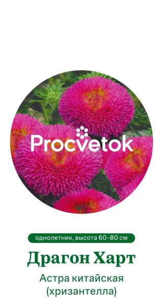 Астра китайская Хризантелла Драгон Харт Германия Pro 5шт