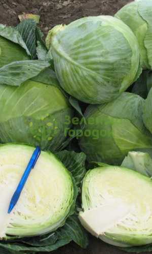 Капуста б/к Харьковская зимняя (Марс) белый пакет 0,3г