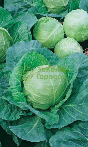 Капуста б/к Золотой Гектар 1432 (Марс) белый пакет 0,5г