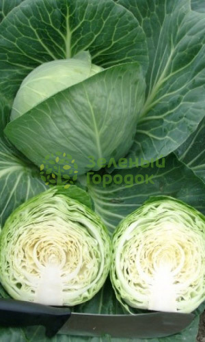 Капуста б/к Казачок F1 (Марс) белый пакет 0,3г