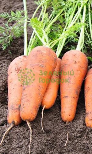 Морковь Курода Шантанэ (Марс) белый пакет 1500шт