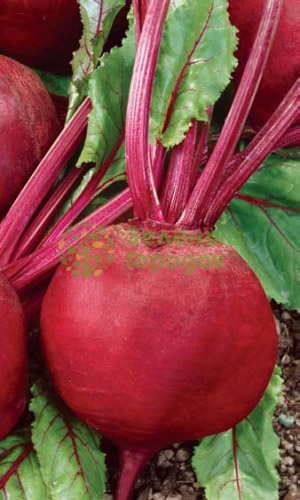 Свекла Пабло F1 столовая (Марс) белый пакет 1г