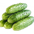 Семена огурцов МССО Семена огурцов МССО