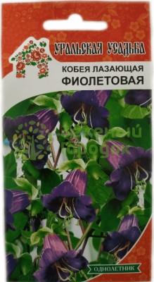 Кобея лазающая Фиолетовая УУ