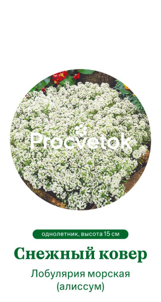 Лобулярия морская Снежный ковер Германия Pro 0,2г