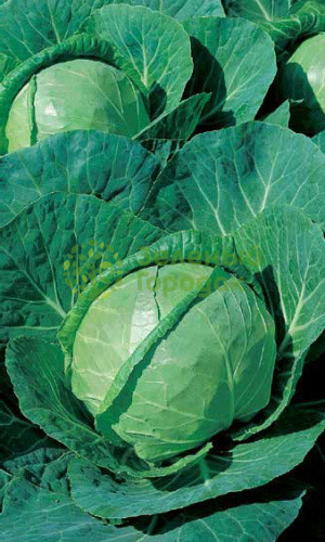 Капуста б/к Зимовка 1474 (Марс) белый пакет 0,5г