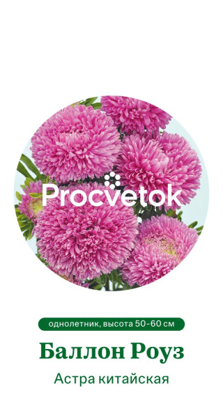 Астра китайская Баллон Роуз Германия Pro 5шт Астра китайская Баллон Роуз Германия Pro 5шт