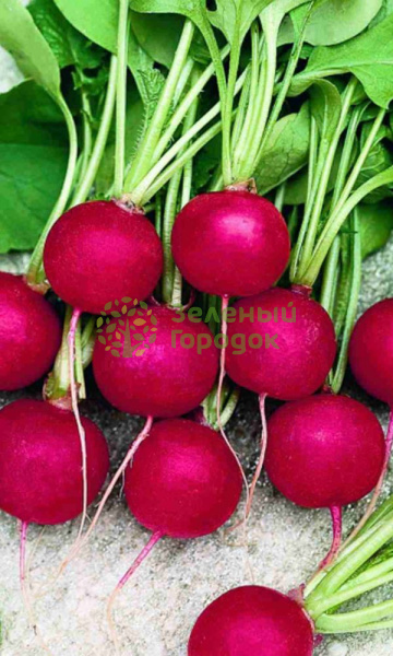 Редис Масляный гигант (Марс) белый пакет 3г Редис Масляный гигант (Марс) белый пакет 3г