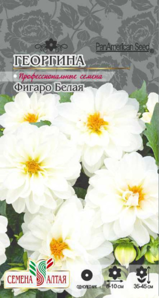 Георгина Фигаро Белая махровая SA 5шт