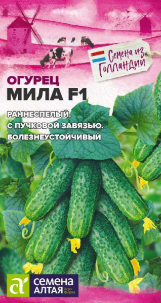 Огурец Мила F1 Seminis (Голландские Семена) SA 5шт Огурец Мила F1 Seminis (Голландские Семена) SA 5шт