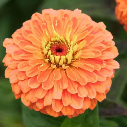 Цинния изящная Эльдорадо Салмон Германия Pro 0,3г