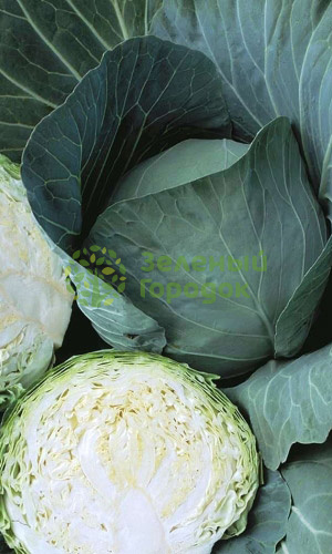 Капуста б/к Лежкий F1 (Марс) белый пакет 0,2г