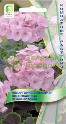 Пеларгония зональная Шоколадница Нежно-розовая (ЦВ) 5шт Пеларгония зональная Шоколадница Нежно-розовая (ЦВ) 5шт