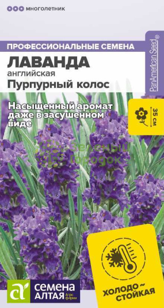 Лаванда английская Пурпурный колос SA 5шт