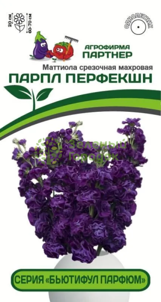 Маттиола срезочная махровая Бьютифул Парфюм ПАРПЛ ПЕРФЕКШН 2-ной пак. 10шт Маттиола срезочная махровая Бьютифул Парфюм ПАРПЛ ПЕРФЕКШН 2-ной пак. 10шт
