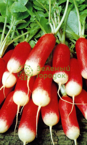 Редис Французский поцелуй (Марс) белый пакет 2г Редис Французский поцелуй (Марс) белый пакет 2г