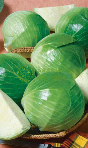 Капуста б/к Колобок F1 (Марс) белый пакет 0,15г