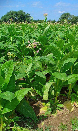 Табак курительный Вирджиния 202 (Марс) белый пакет 0,01г