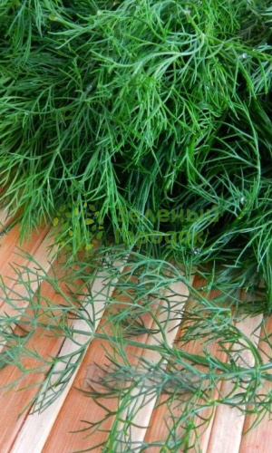 Укроп Лесногородский (Марс) белый пакет 2г Укроп Лесногородский (Марс) белый пакет 2г