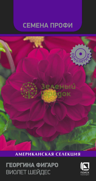 Георгина Фигаро Виолет Шейдес (ЦВ) 10шт