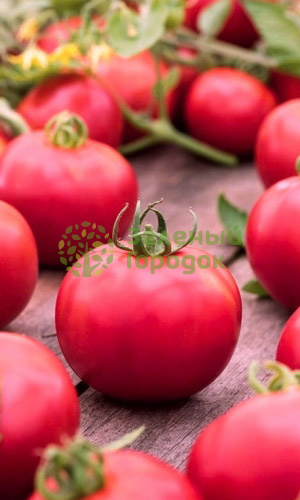 Томат Непасынкующийся Розовый (Марс) белый пакет 0,1г