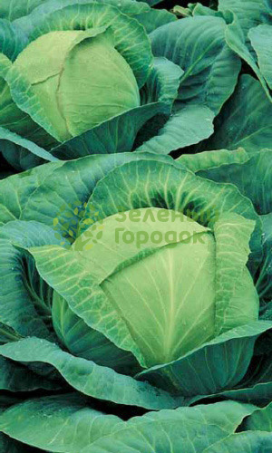 Капуста б/к СБ-3 F1 (Марс) белый пакет 0,2г