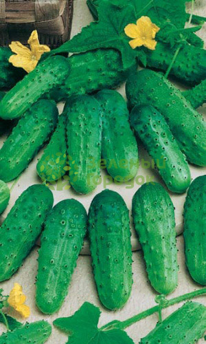 Огурец Закусочный (Марс) белый пакет 0,4г Огурец Закусочный (Марс) белый пакет 0,4г