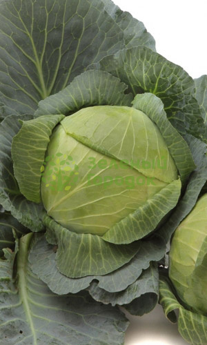 Капуста б/к Судья 146 (Марс) белый пакет 0,5г