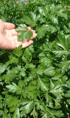 Петрушка Итальянский гигант листовая (Марс) белый пакет 2г