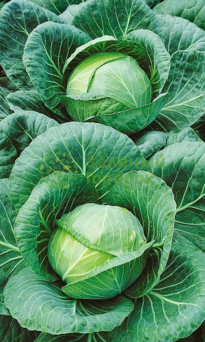 Капуста б/к Номер Первый Грибовский 147 (Марс) белый пакет 0,5г