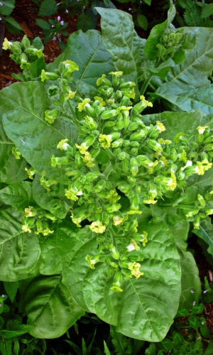 Махорка Русская (Марс) белый пакет 0,01г