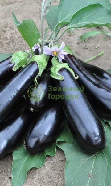 Баклажан Агат F1 (Марс) белый пакет 10шт