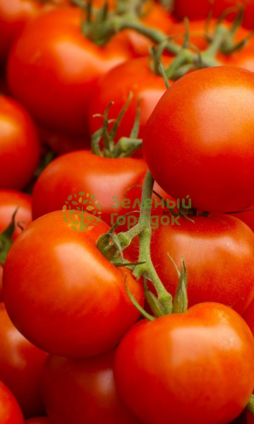 Томат Ляна (Марс) белый пакет 0,1г