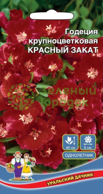 Годеция крупноцветковая Красный Закат (УД)
