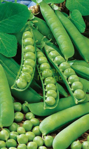 Горох Сахарный 2 (Марс) белый пакет 8г