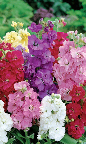 Левкой Десятинедельный Гном УУ 0,3г