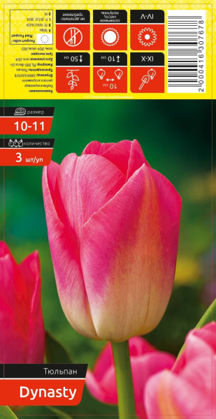 Тюльпан DYNASTY 10-11 каперс 3шт/уп (уценка, только самовывоз)
