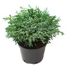Комнатные хвойные растения купить в Минске в магазине Goods Garden