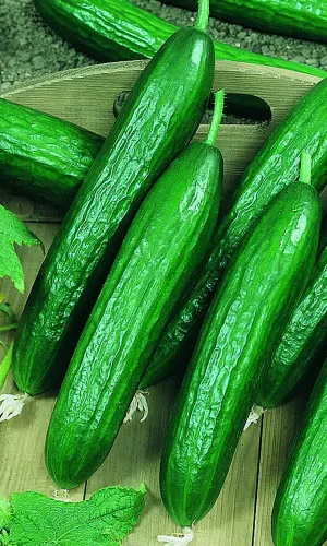 Огурец Хрустящий ломтик F1 УД 10шт Огурец Хрустящий ломтик F1 УД 10шт